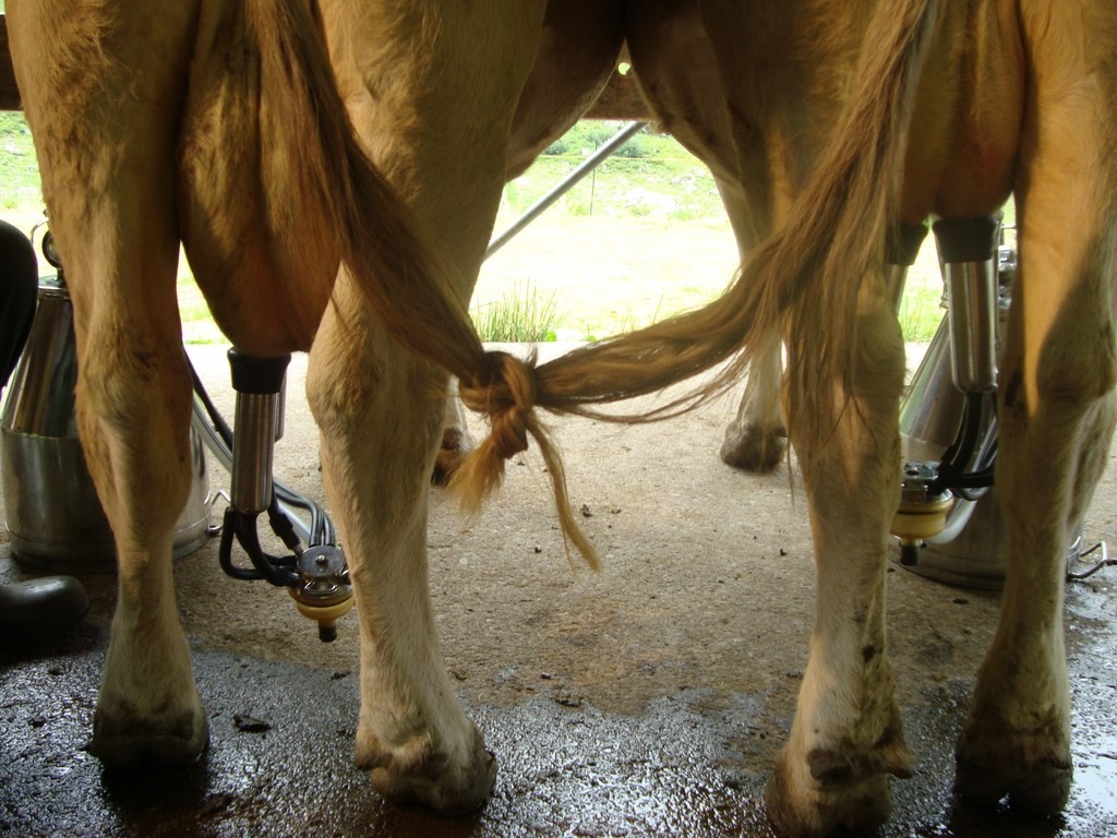 beim Melken, schwanzverknüpft