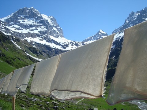 Wäscheleine mit Käsetüchern