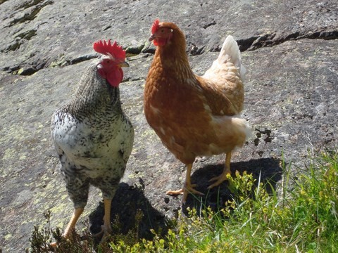 Eigenversorgung Hühner